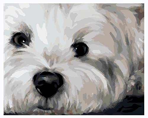 ZMHZMY Malen nach Zahlen, Set für Erwachsene, Kinder, Anfänger, selber auf Leinwand malen nach Zahlen zur Heimdekoration,Havaneser Hundetier 40×50cm No Frame