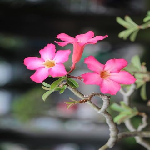 3 semi di rosa del deserto rosa