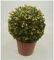 1 x Ilex crenata 'Convexa' Kugel 25-35 cm (Buchsbaum Ersatz/Immergrün/Winterhart/Mehrjährig) Löffel Ilex - Der perfekte Buchsbaum-Ersatz für Ihren Garten - von Stauden Gänge