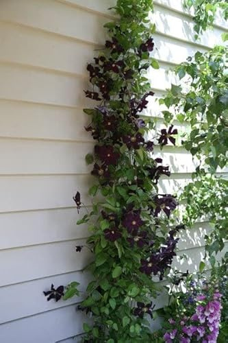 Plant Theory 60cm Cane Clematis Romantika Burgandy Flowering Vine Climbing Plant 3L Pot