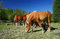 HANSEPUZZLE 16846 - Pferde auf Koppel Puzzle 500 Teile | Tierwelt Puzzle mit hochwertiger Puzzle Aufbewahrung: Kartonbox und Wieder verschließbarem Beutel | Puzzle-Maße: 46 x 30 cm