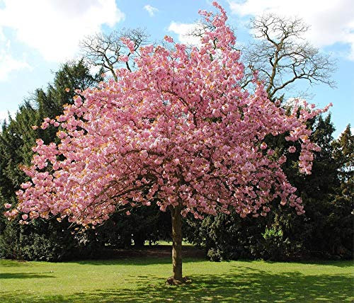 hua xian zi bonsai albero semi di sakura giapponese. semi di fiori di fiori di ciliegio giapponesi rari in bonsai, semi di Prunus serrulata 30 rosa