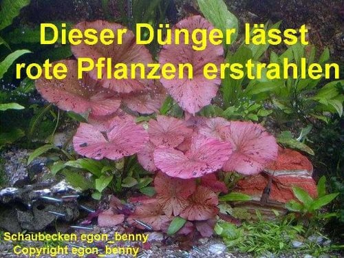 Wasserpflanzendünger + Wasseraufbereiter