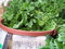 Arugula, Roquette, Verts salade, 235 graines! Groco