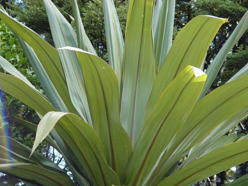 Blu Dracaena, Cordyline indivisa, 50 semi (Evergreen)