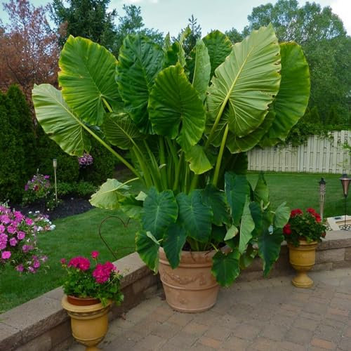 Elephant Ears Bulbs Beautiful Now Mixed Garden Crop for Planting Now UK Strong Plants That Grow Well Mix Golden Jade Carving Feels