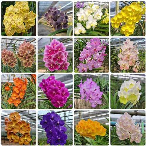 semi di orchidea vanda - semi, semi di fiori balcone semi di piante esotiche Piantare fiori da giardino, fiori perenni, resistenti semi di fiori, piante perenni resistenti giardino, 300pcs