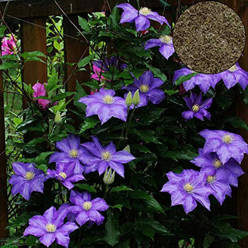 Benoon Clematis Seeds, 100 Stück/Beutel Clematis Seeds Gesund Einfach Zu Pflanzen DIY House Dekorative Pflanzen Samen Für Zu Hause Helles Lila Clematis Samen