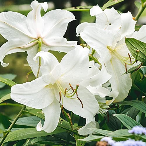 2 x Lilies Giant Longiflorum – White Trumpet Like Flowers- Amazing Sweet Fragrance- Also Called Easter Lily- Also a Tradition at This time of The Year- for Your Beautiful Garde