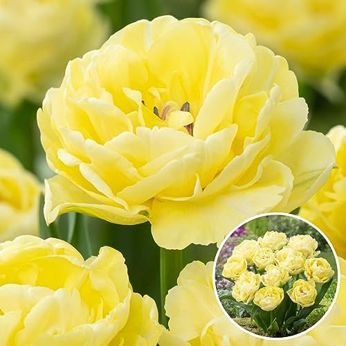 Plant in a Box - Tulipa Avant Garde - Blumenzwiebeln x14 - Tulpe - Gelb - Tulpen aus Holland