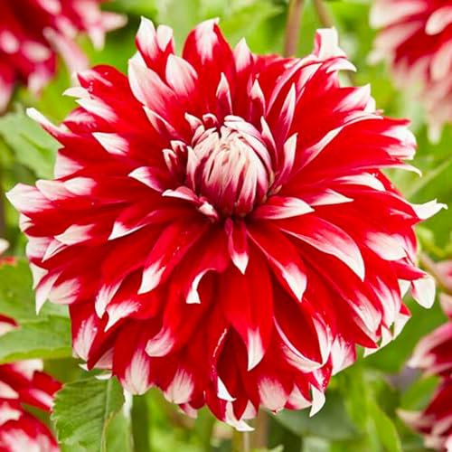 1 Zwiebel (Knolle) der dekorativen Dahlie DAVOS | Blumenzwiebeln von den besten niederländischen Züchtern | Exklusive Auswahl und Qualitätskontrolle