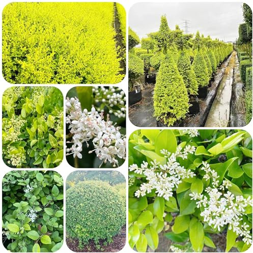 semi di ligustro - piante esotiche resistenti pianta d'appartamento piante di siepe di ligustro bonsai giardino siepe di ligustro piante perenni resistenti semi da 200pcs