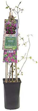 mgc24 Kletterpflanze Clematis texensis Princess Diana Texas-Waldrebe im 2l-Container 1 Pflanze
