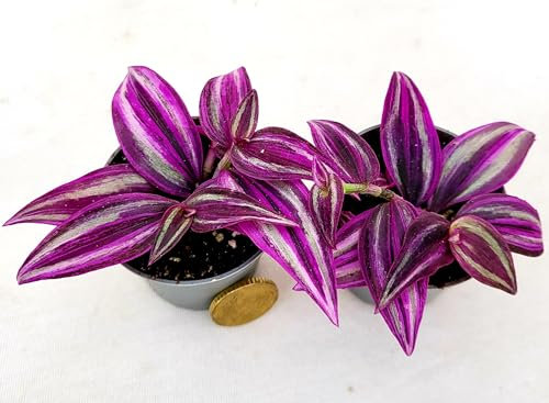 POWERS TO FLOWERS - TRADESCANTIA ZEBRINA PINK PARADISE, 2 PIANTE, MINI IDEALE PER TERRARIUM, vaso 5,5cm diametro, pianta vera