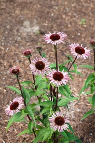 Echinacea purpurea 'Augustkönigin' 11x11 cm Topf – Winterhart, Mehrjährig, Pflegeleicht – Purpur-Sonnenhut – Staude für Beet & Rabatte