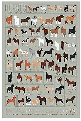 ZHJJD Pferderassen Poster & Drucke Pferderasse Guide Leinwand Bild Tier Wand Bilder Rennbahn Bilder Wohnzimmer Rennbahn Dekor 60x80cm Kein Rahmen