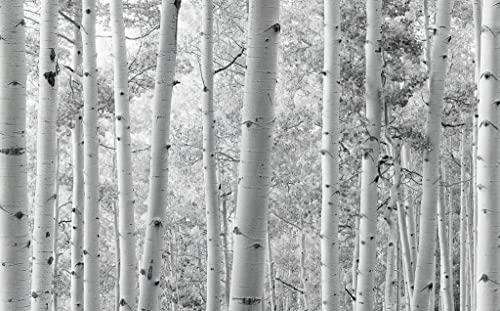 Komar Vlies Fototapete ESPENWALD | Tapete, XXL, Dekoration, Natur, Landschaft, Schlafzimmer, Wohnzimmer, Büro, Flur | Größe 450 x 280 cm (Breite x Höhe) | SHX9-030