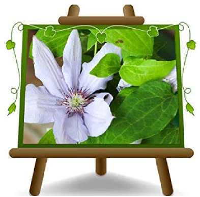 Clematis Große Blumen lila Pflanzen - auf Topf 11 cm - Höhe 60 cm