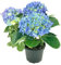 Hortensia Natural con Flores de Color Azul