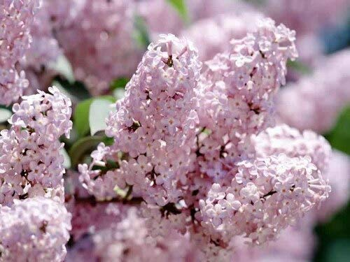 Fresca 100pcs Flieder (profumatissimo) semi di Fiori per piantare Rosa