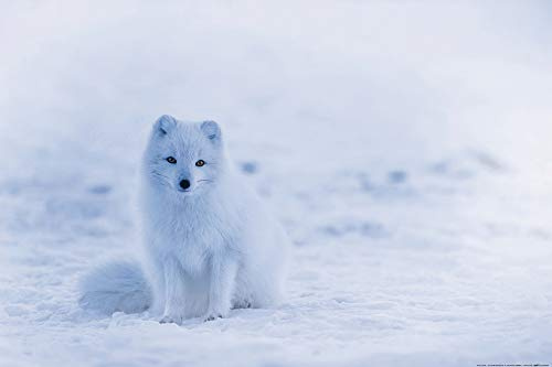 1art1 Füchse Poster Junger Polarfuchs Welpe Im Schnee Plakat | Bild 91x61 cm