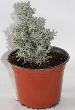 Santolina (Maceta 13 cm Ø) - Planta viva - Planta aromatica