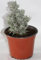 Santolina (Maceta 13 cm Ø) - Planta viva - Planta aromatica