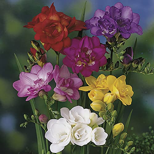 You Garden - 50 x Double Freesias Mixed Corms Colourful Blooms for Your Garden - Fragrant Plants for Gardens Suppied as a Pack of 50 Corms