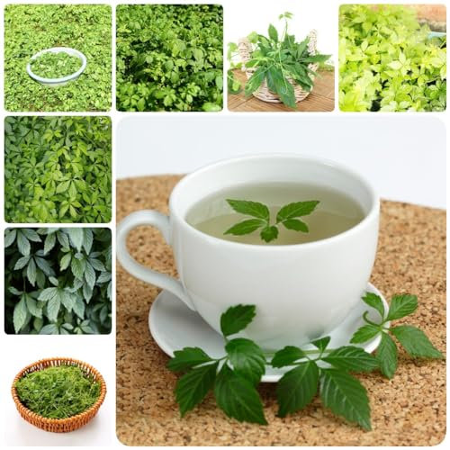 450 pcs jiaogulan pflanze samen - gewächshaus balkon seeds,Gynostemma pentaphyllum, pflanztöpfe robuste balkonpflanzen winterhart praktische geschenke deko pflanzen garten geschenke