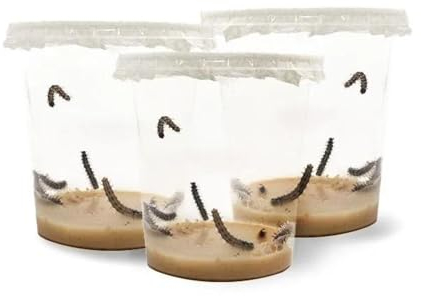 LEPITERRA® Caterpillar Cups - Caterpillar Refill Set - 3 Caterpillar Cups (Each Approx. 7 Caterpillars) | Ideal Addition to Butterfly Habitat | Breeding Butterflies [Success Guarantee] | Domestic