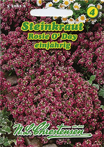 Steinkraut 'Rosi O´ Day' rosa, einjährig, stark duftend ,Polsterpflanzen für Steingärten, Einfassungen und Gruppenpflanzungen , Bienenweide 'Lobularia maritima'