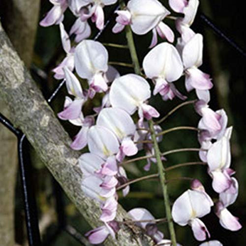 Wisteria Floribunda 'Honbeni' - Glycine du Japon 'Rosea' 50-60 cm en conteneur