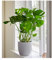 BALDUR Garten Monstera, 1 Pflanze, Fensterblatt, Monstera deliciosa, Zimmerpflanze Grünpflanze Zimmerpflanze luftreinigend. mehrjährig - frostfrei halten