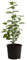 Dehner Hainbuche, für 1 Meter Hecke, ca. 50-60 cm, 5 x 2 l Topf, Heckenpflanze