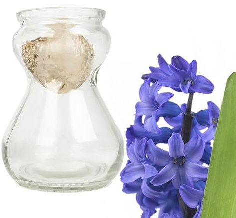 Bunte Hyazinthen Blumenzwiebeln im Glas - mehrjährig winterhart - echte Pflanzen in Glasvasen für Tischdeko - Frühblüher Steckzwiebeln in verschiedenen Farben erhältlich (1 x Blau)