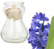 Bunte Hyazinthen Blumenzwiebeln im Glas - mehrjährig winterhart - echte Pflanzen in Glasvasen für Tischdeko - Frühblüher Steckzwiebeln in verschiedenen Farben erhältlich (1 x Blau)