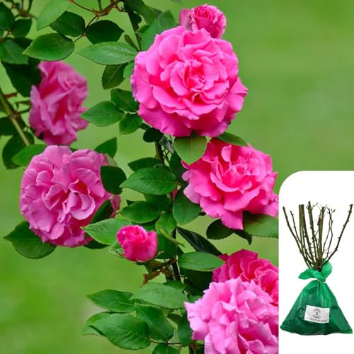 1 x Zepherine Droughin – Bare Root Pink Climbing Rose, Fragrant, Thornless Rose for Trellises, Fences & Arches, Repeat Blooms,Ideal for UK Gardens, When Only The Best Will Do - Top Grade “A” Roses