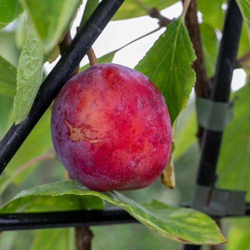Marshalls Garden Patio Plum 'Opal' - Fan-Trained Bare-Root Tree