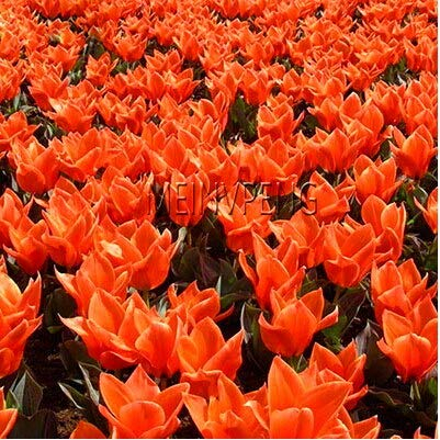 Generische frische 120 Stück nicht Tulpenzwiebeln Blumensamen zum Pflanzen von Orange 1