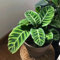 200 pcs korbmarante zimmerpflanze samen, winterharte blumen, garden (Calathea zebrina) stauden, samen winterhart geschenk garten, samen balkon flower seeds, pflanzen für garten indoor