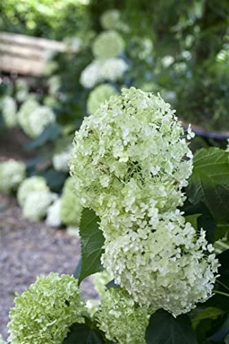 Schneeballhortensie Hydrangea arborescens Annabelle 60-100 cm winterhart | Grosse weisse Bluetenbaelle, sonnig bis halbschattig, ideal fuer Beet und Kuebel, blueht von Juni bis September
