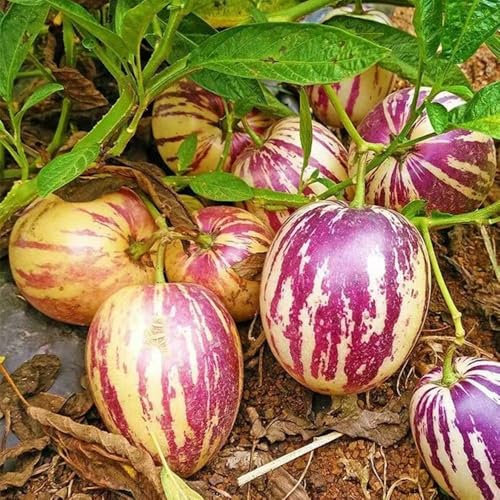 100 Pc Semi Di Melone Pera - Melone Pepino - Alberi Da Frutto, Acquista Regali Per Gli Amanti Del Giardino Semi Di Pianta Di Melone Pera Pepino, Piante Rare, Semi Di Piante Da Interno