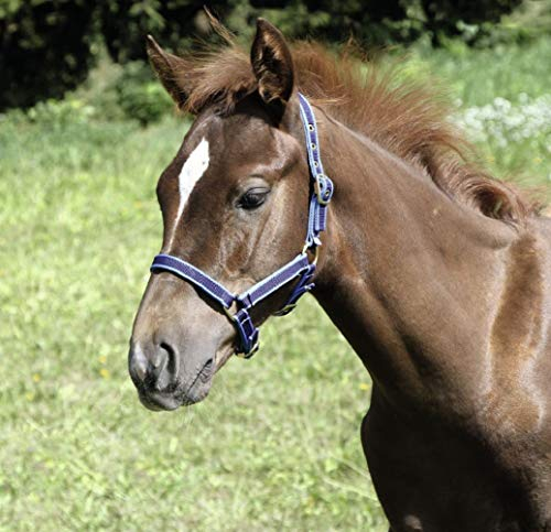 Kerbl Halfter Exclusiv-Fohlenhalfter mit Dornschnalle, Dunkelblau, 32262