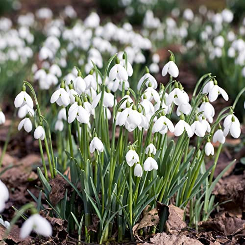 20 Snowdrop Galanthus Autumn White Flower Bulbs Corms Growing Gardening Spring