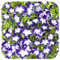 Lobelia Superstar Cutting Raised Basket Plug Plants x 5 Perennial Plants