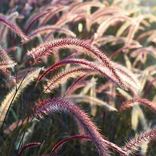 20 Pcs Lampenputzergras Winterhart Samen Seltene Samen Pennisetum Alopecuroides Gartenpflanzen, Balkonpflanzen (Ziergras/Gräser/Stauden/Winterhart) Bio Saatgut, Geschenk Kochen Bio
