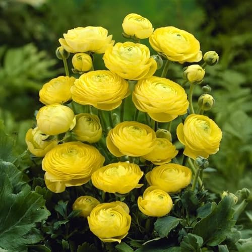 10 Blumenzwiebeln Ranunkeln, GELB | Umfang 6/7 cm | Blumenzwiebeln von den besten niederländischen Produzenten | Exklusive Auswahl und Qualitätskontrolle | Garantierte Blüte