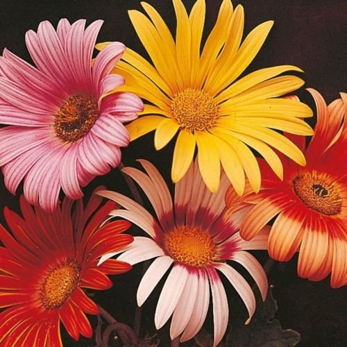 40+ AFRICANA MARGHERITA SEMI MIX/ANNUALE