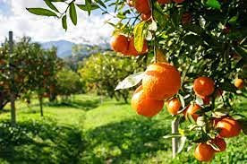 Genipap 20 piezas de semillas de mandarina sangre naranja