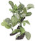 Tissting Plantes Artificielles d'Aquarium, Plante Artificielle Vivante Réalistes en Fausse Soie Aquarium Ficus Arbre Décorations pour Aquariums Réservoirs de Poissons
